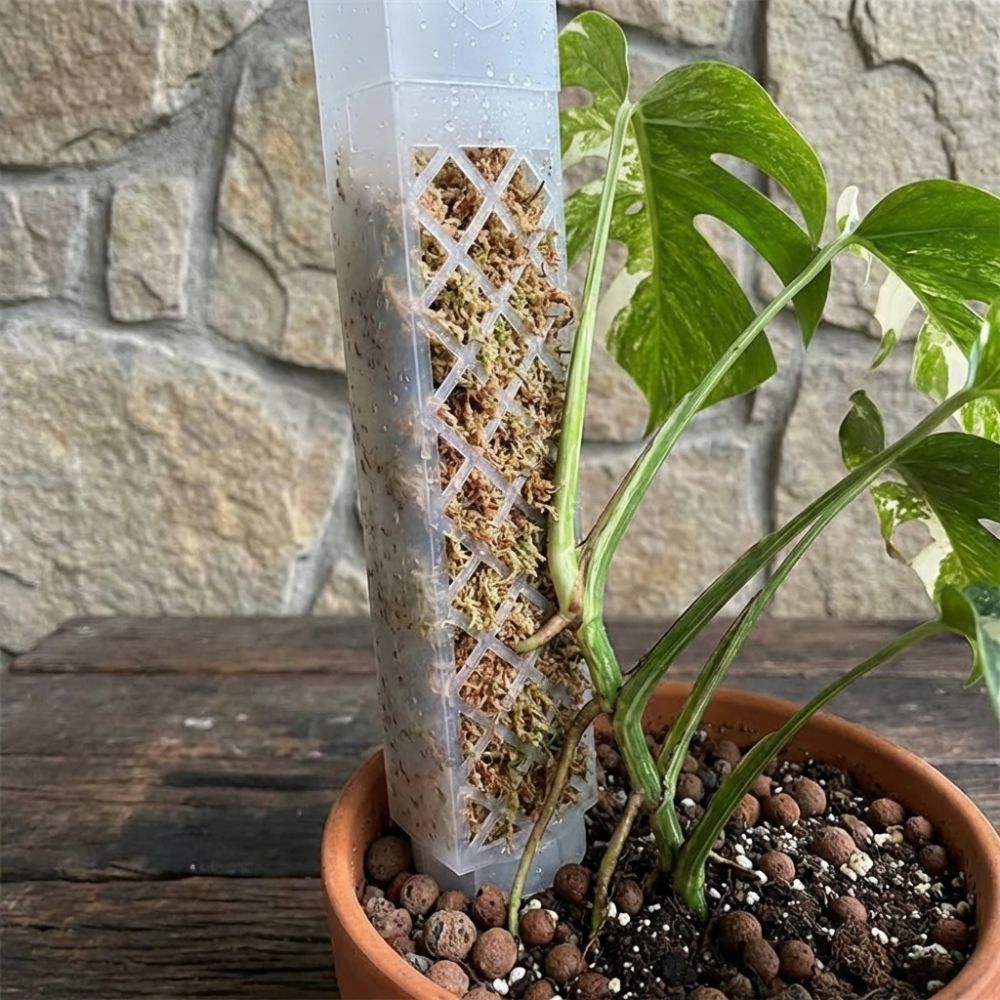 D-vormige zelfwatergevende pla - Sphagnum Moss Dry recensie en prijs