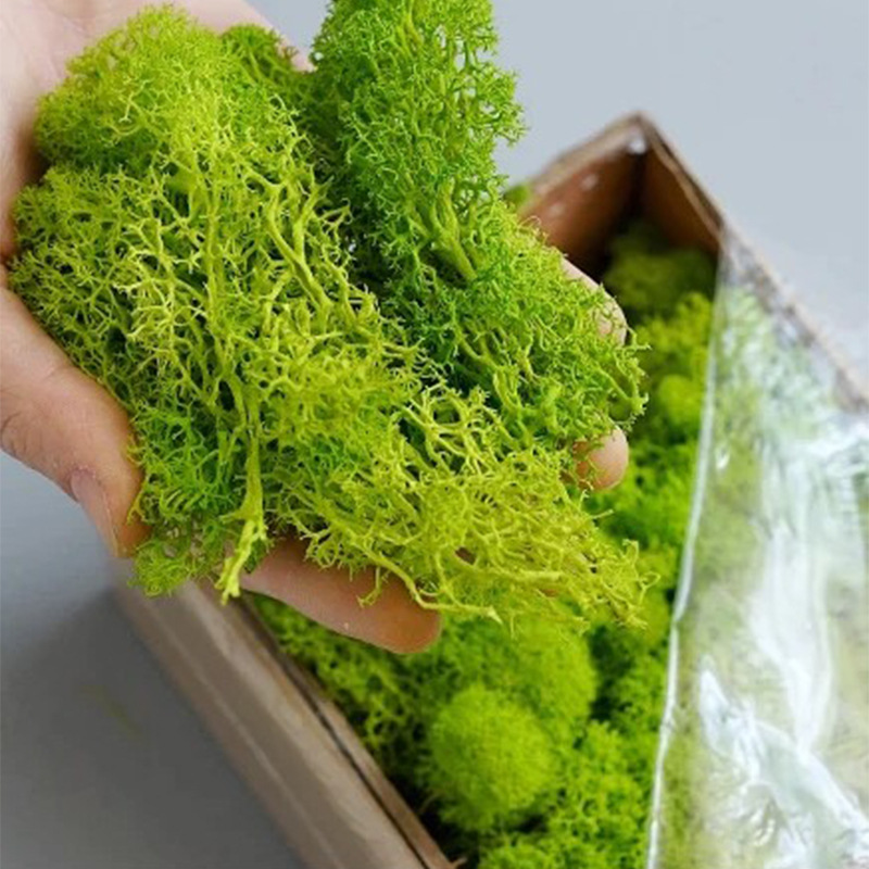 100/200/500g Eeuwig Leven Mos  - Sphagnum Moss Dry recensie en prijs